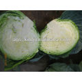 Chinese Fresh Cabbage Bulk Price